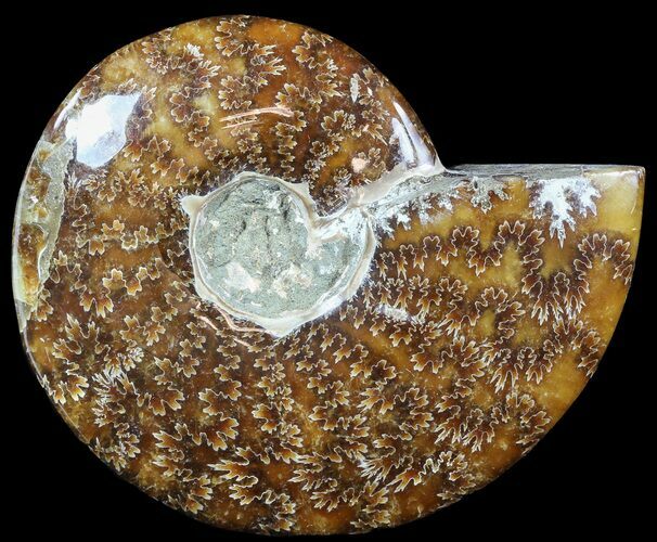 Polished, Agatized Ammonite (Cleoniceras) - Madagascar #54723